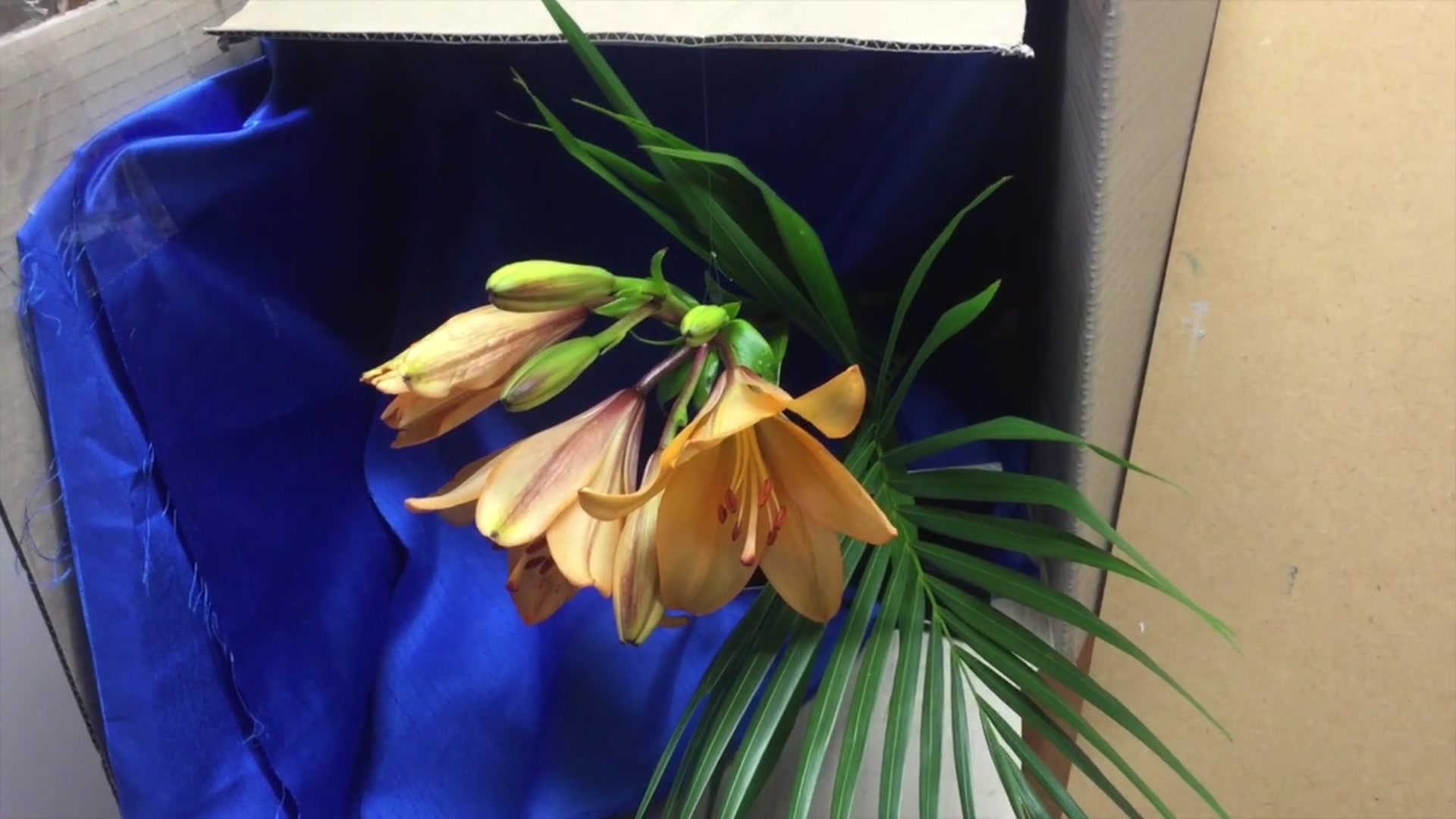 Step 1 — Setting Up the Still Life (video frame from the lesson)
