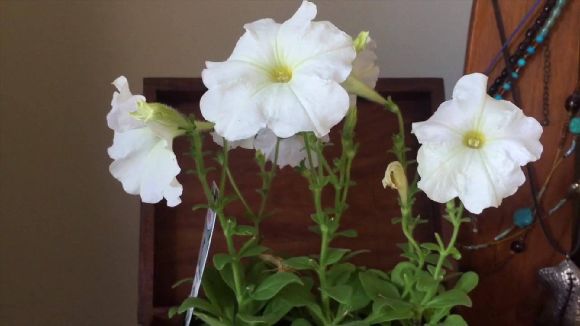 Step 1 — Setting up the composition (video frame from the lesson)