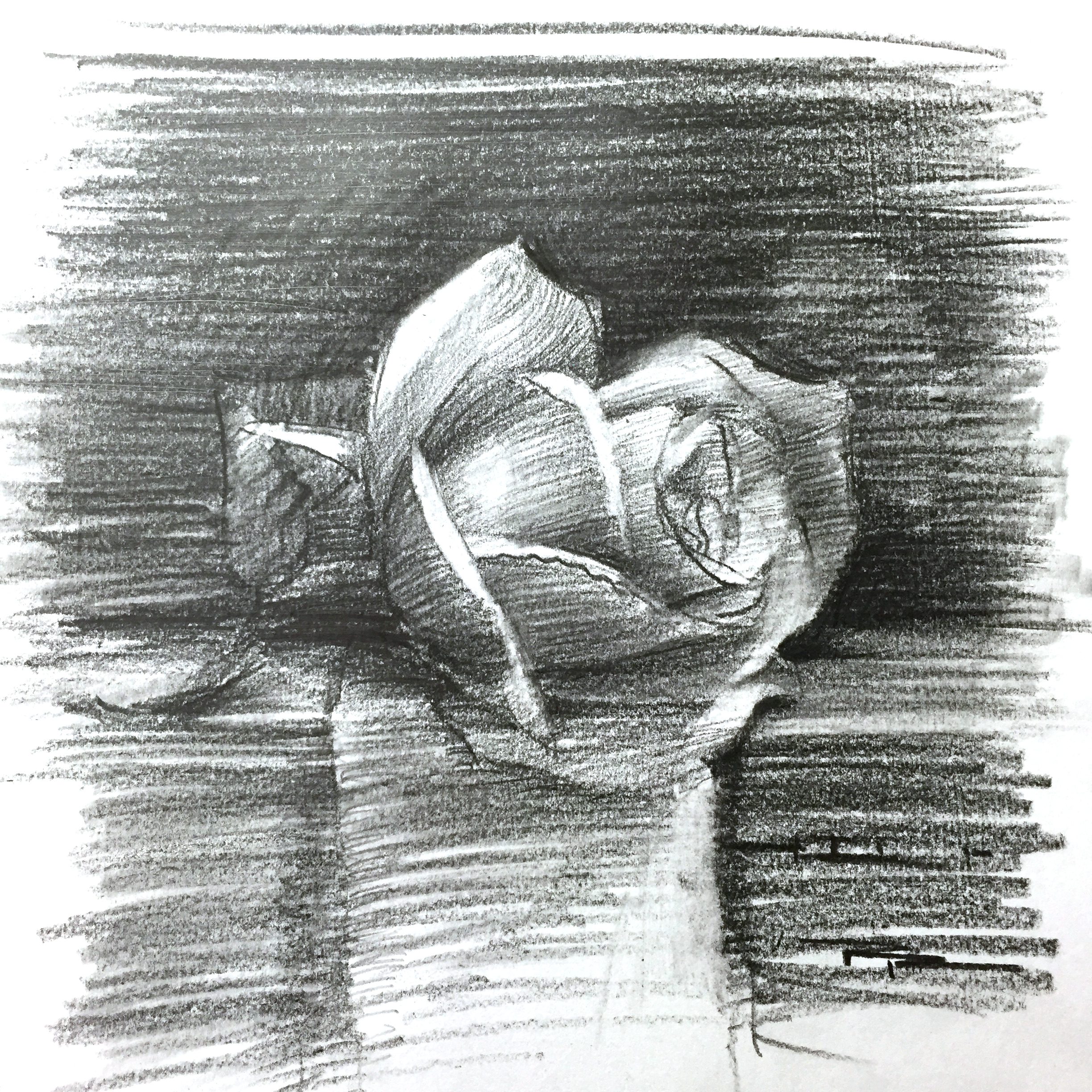 "Sketch for The Yellow Rose" 8 x 8" Pencil on Paper by Richard Robinson.